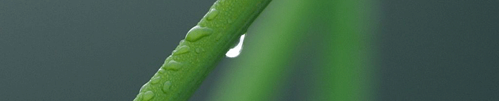 SPD Header Image