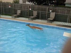 DEER 2